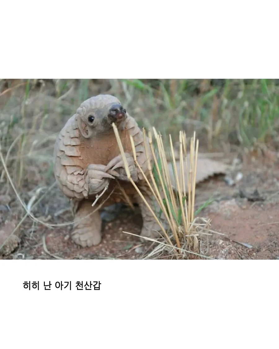 응애 모음_5.webp