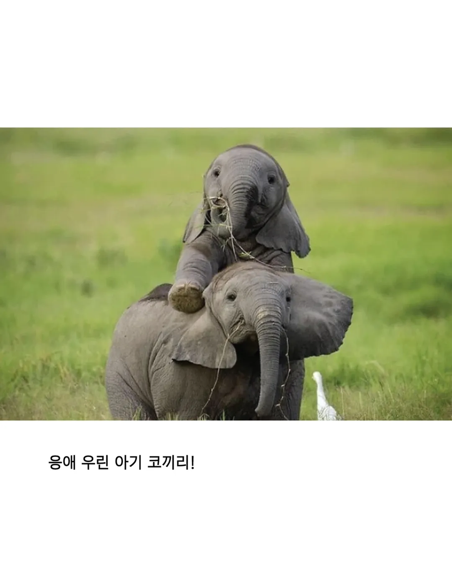 응애 모음_7.webp