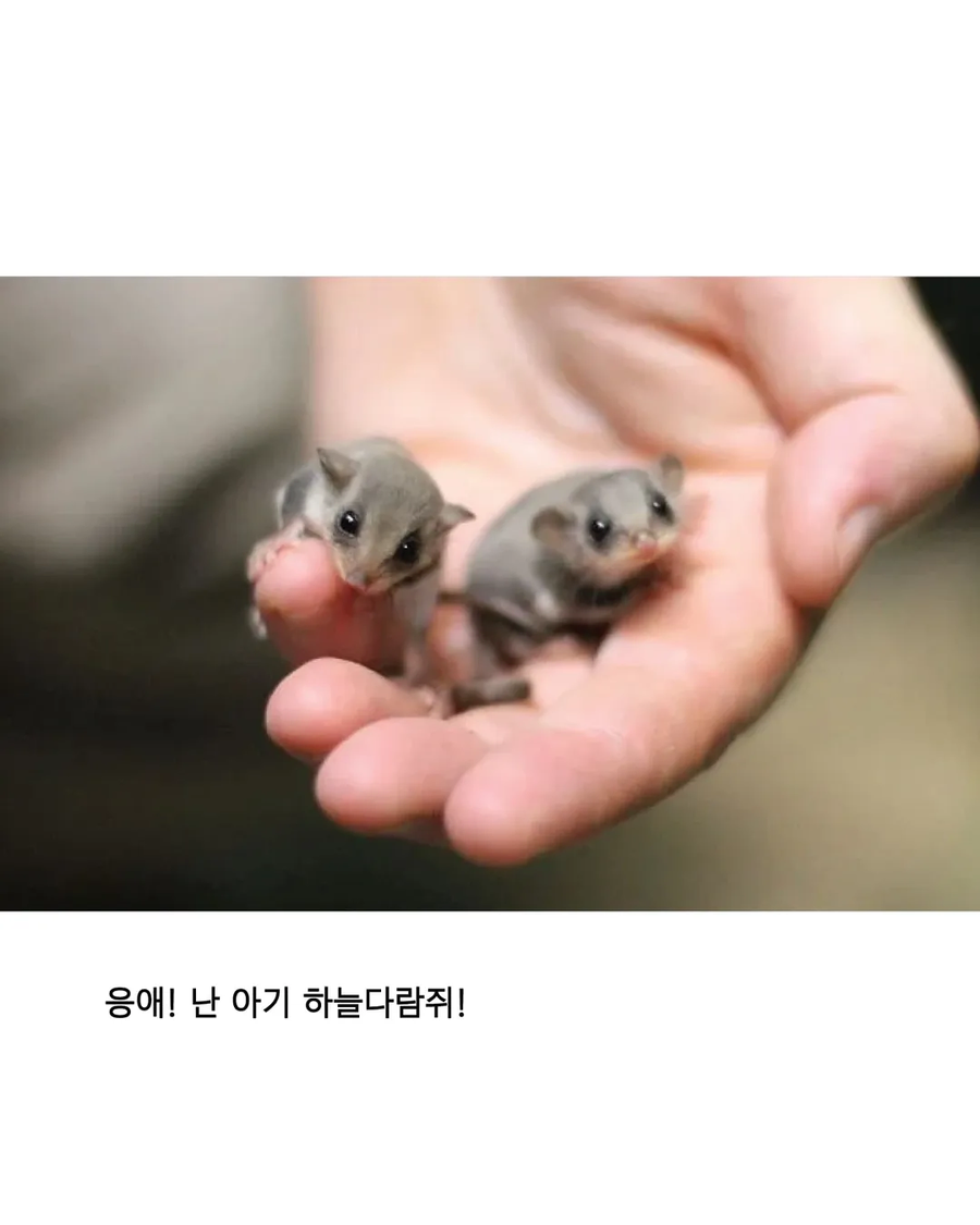 응애 모음_8.webp