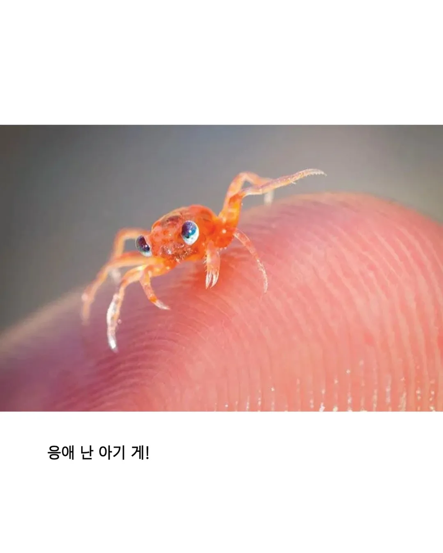 응애 모음_9.webp