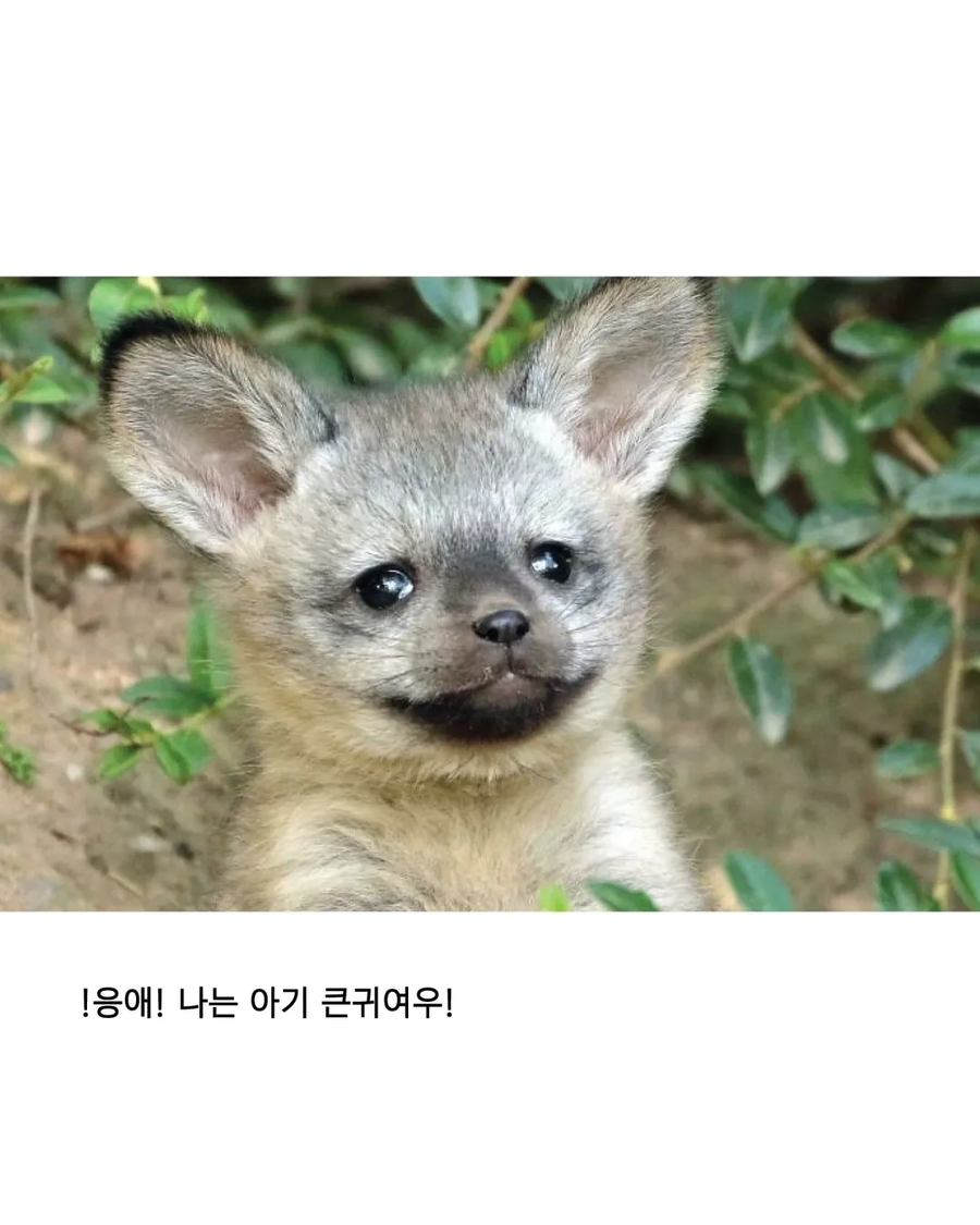 응애 모음_12.webp