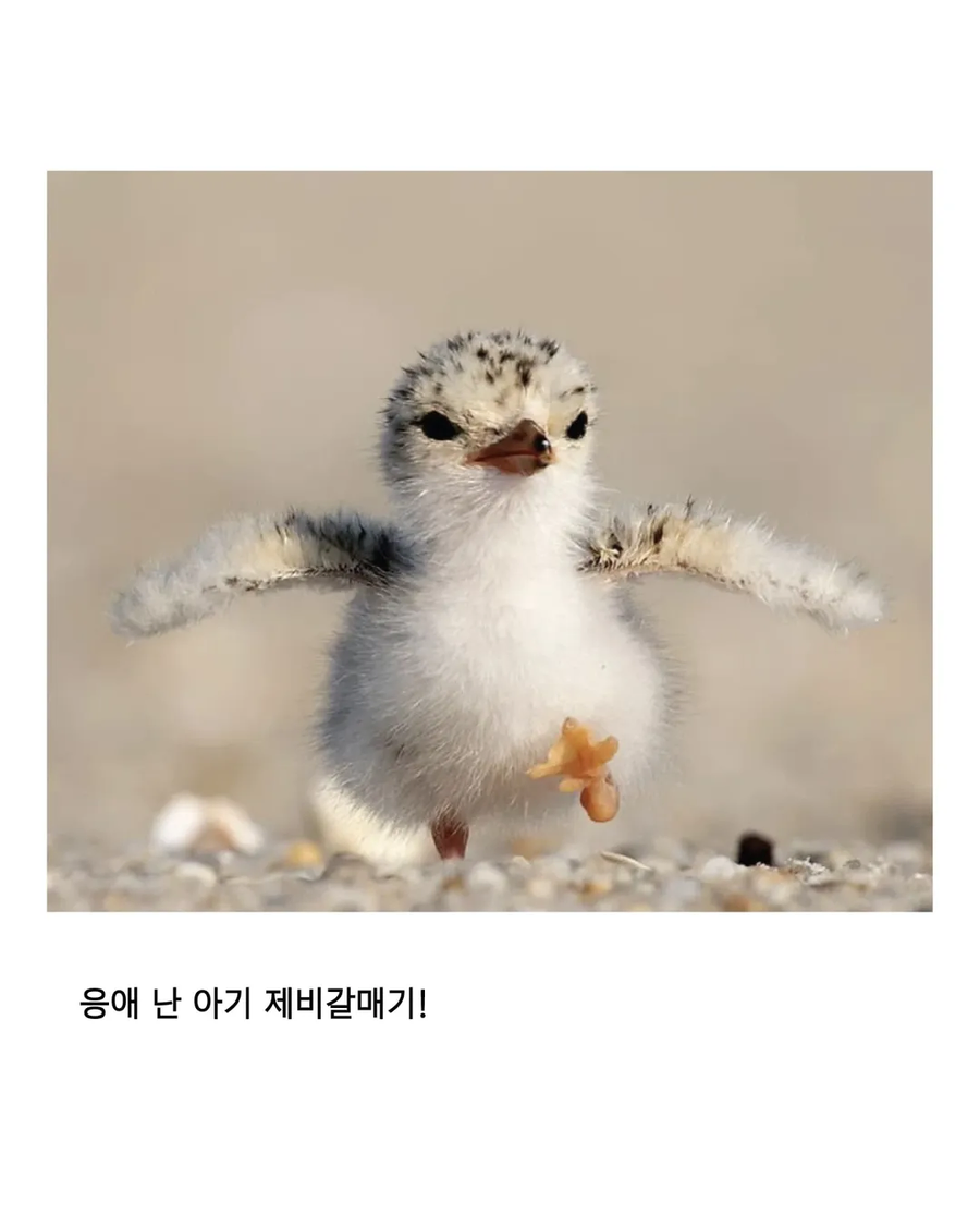 응애 모음_13.webp