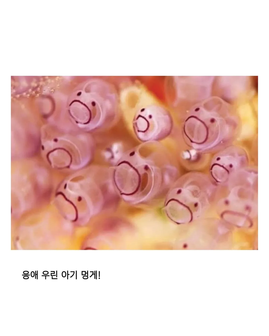 응애 모음_14.webp