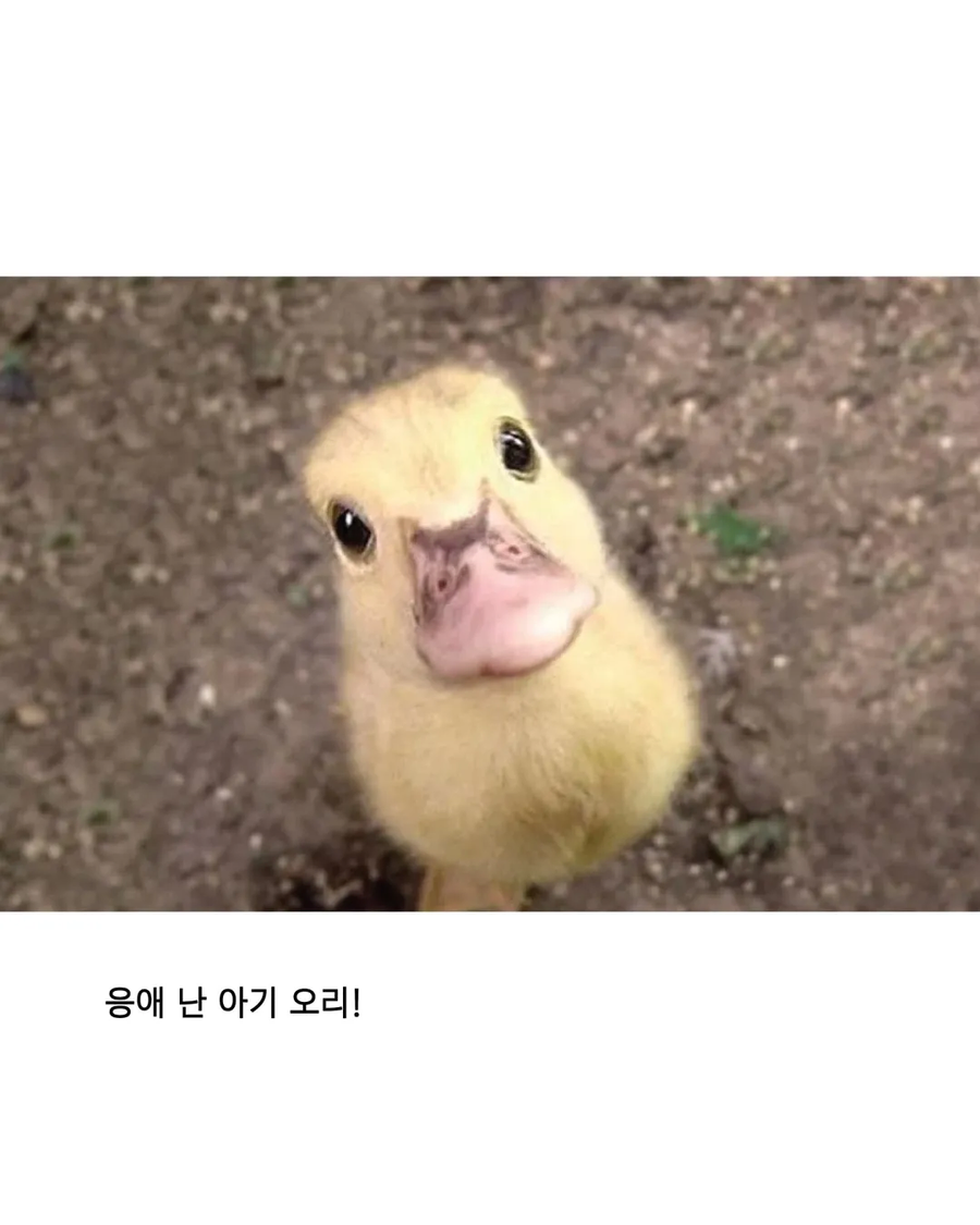 응애 모음_15.webp