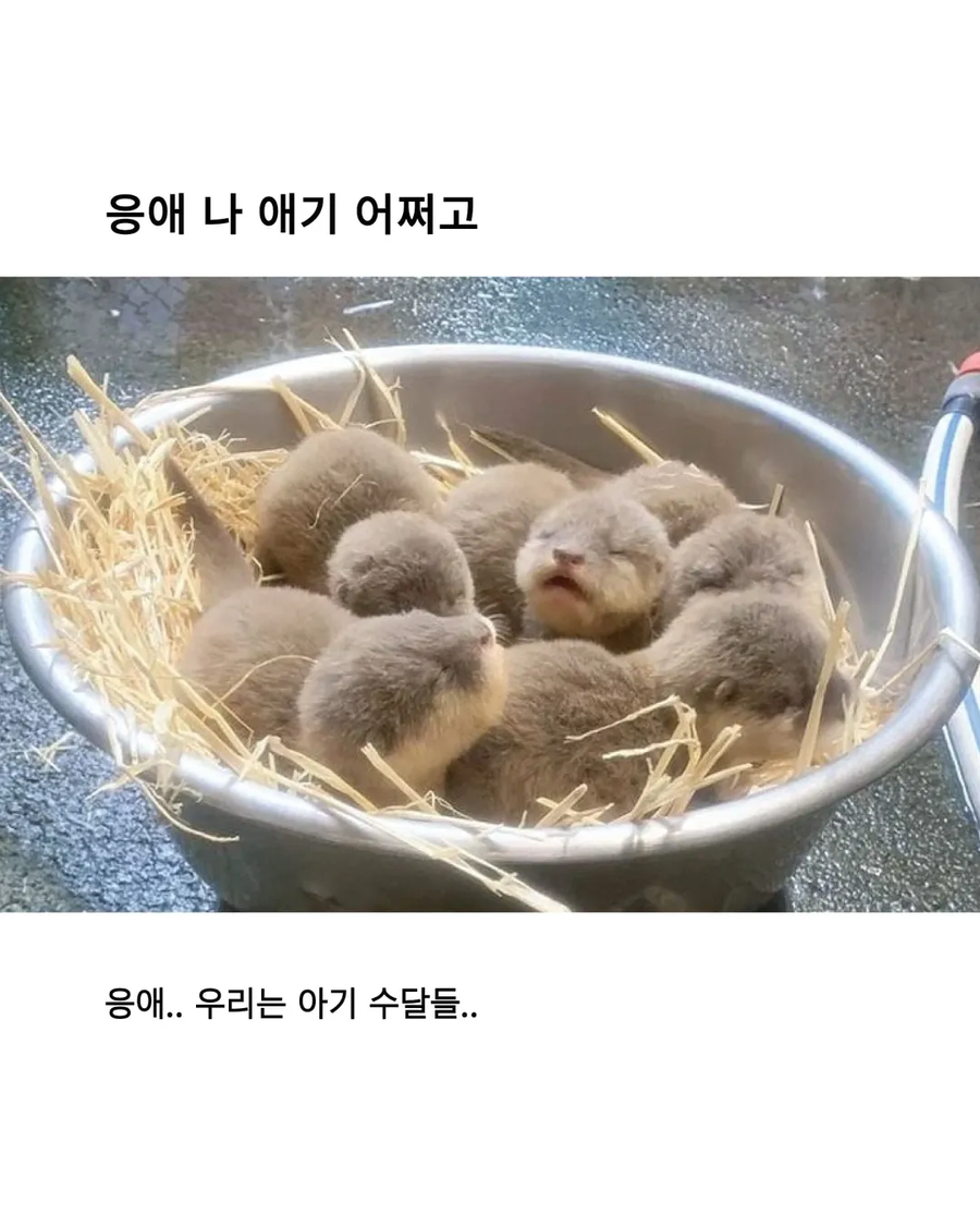 응애 모음_1.webp