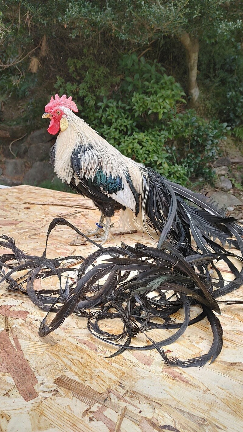 옛날 한국 토종닭 생김새_1.jpg
