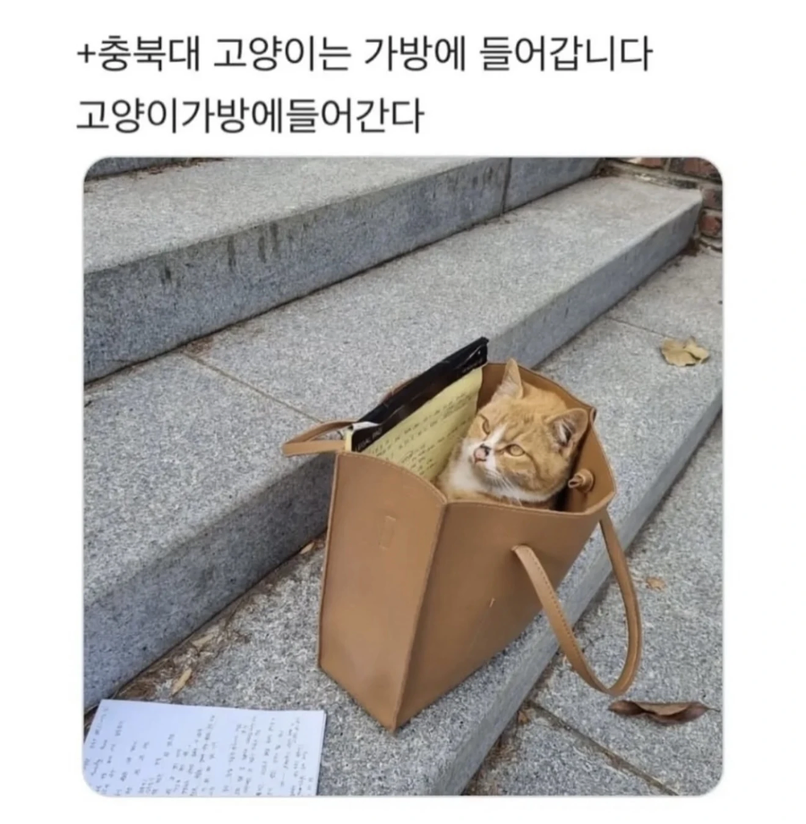우리학교 고양이는..._2.webp