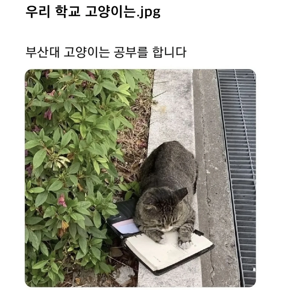 우리학교 고양이는..._1.webp