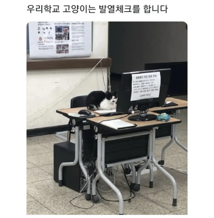 우리학교 고양이는..._3.webp