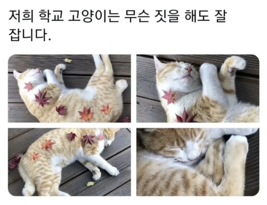 우리학교 고양이는..._4.webp