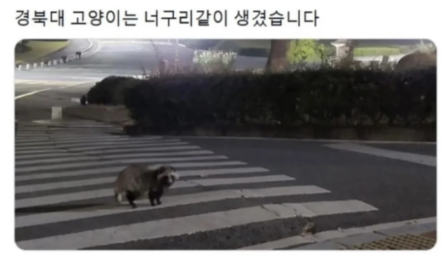 우리학교 고양이는..._5.webp