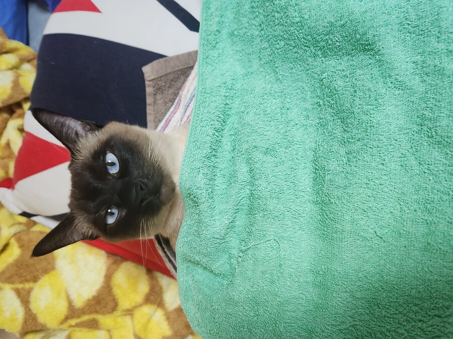고양이 : 우리기지는 북쪽 산맥에 있다!!!_1.jpg