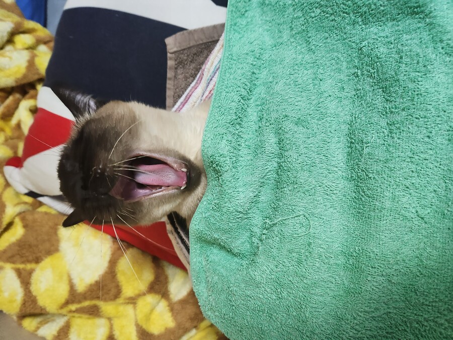고양이 : 우리기지는 북쪽 산맥에 있다!!!_2.jpg