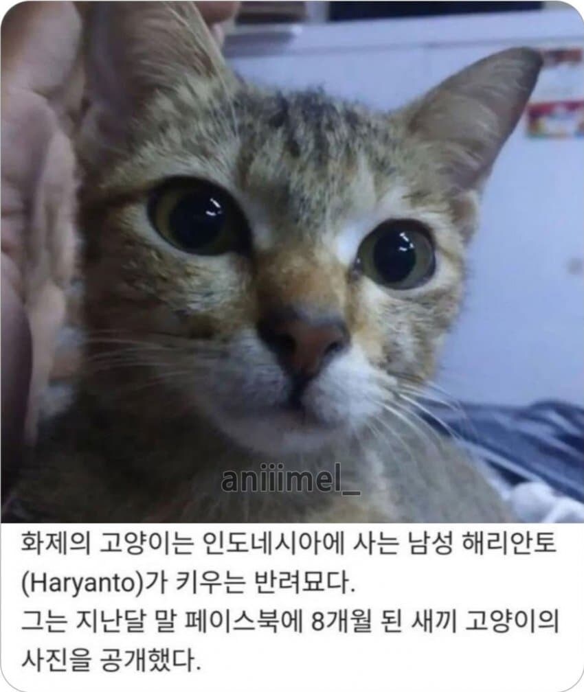 새끼 고양이를 혼내면 안 되는 이유_1.png
