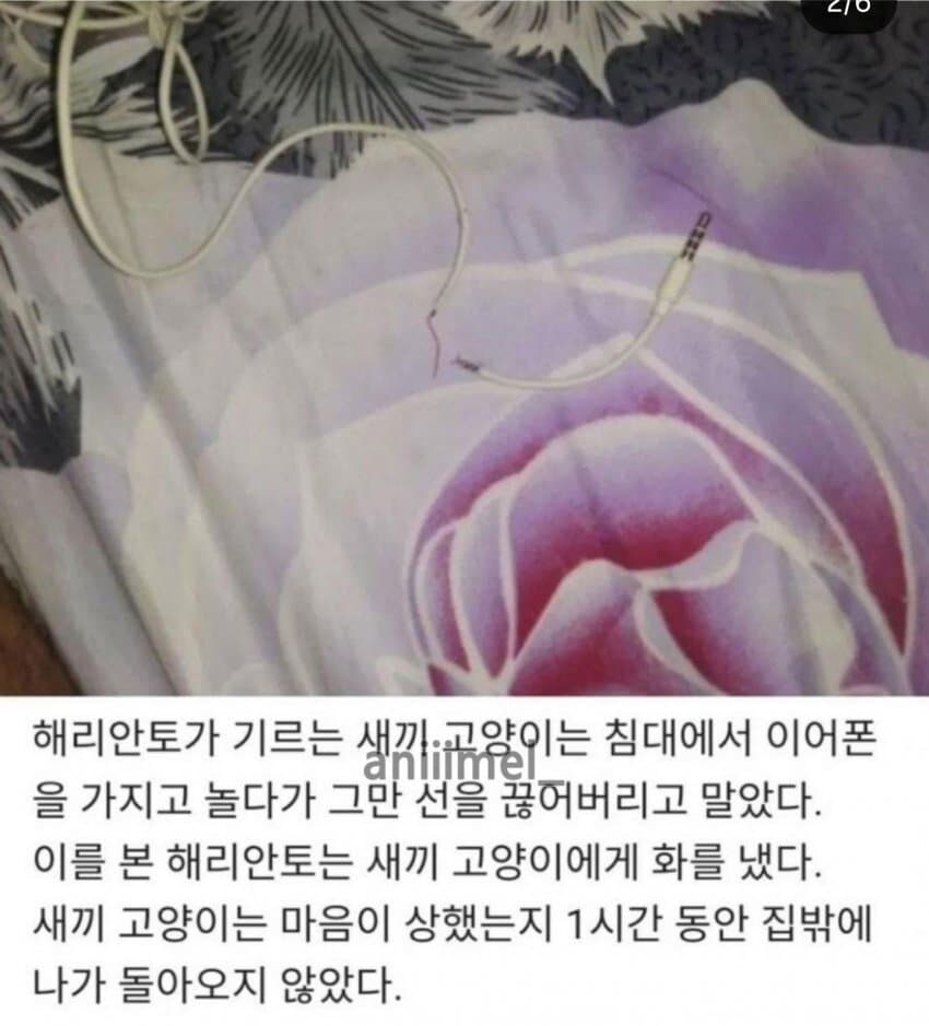 새끼 고양이를 혼내면 안 되는 이유_2.png