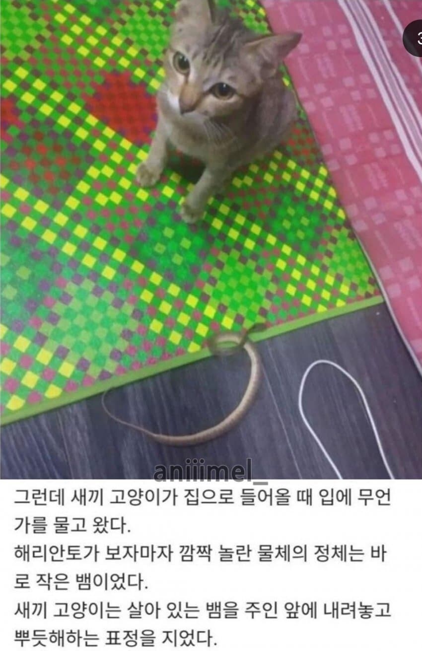 새끼 고양이를 혼내면 안 되는 이유_3.png
