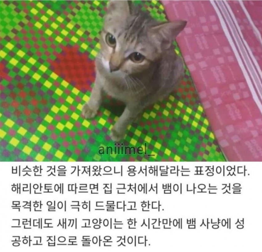 새끼 고양이를 혼내면 안 되는 이유_4.png