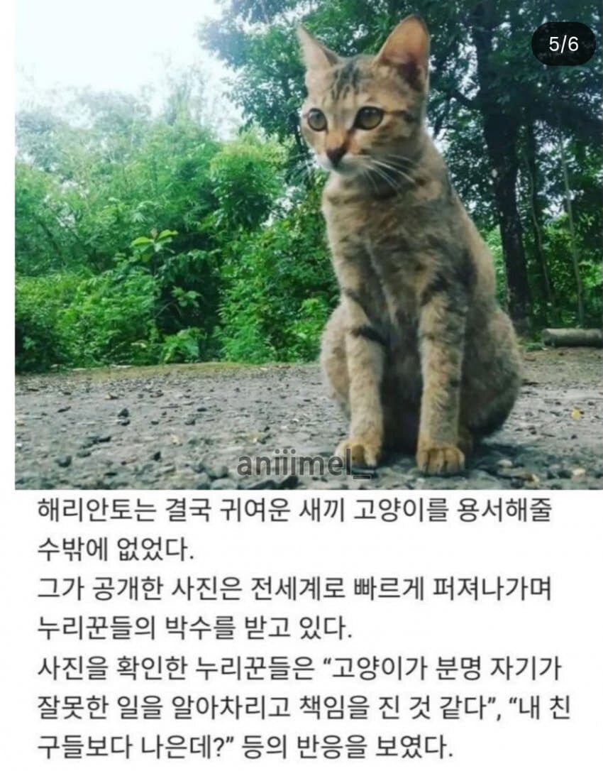 새끼 고양이를 혼내면 안 되는 이유_5.png