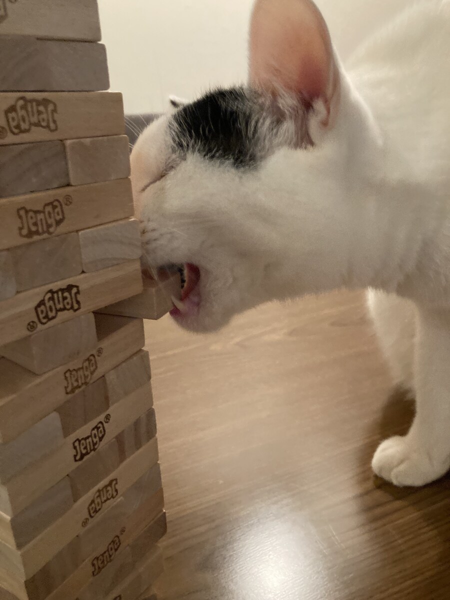 젠가에 도전하는 고양이.jpg_2.jpg