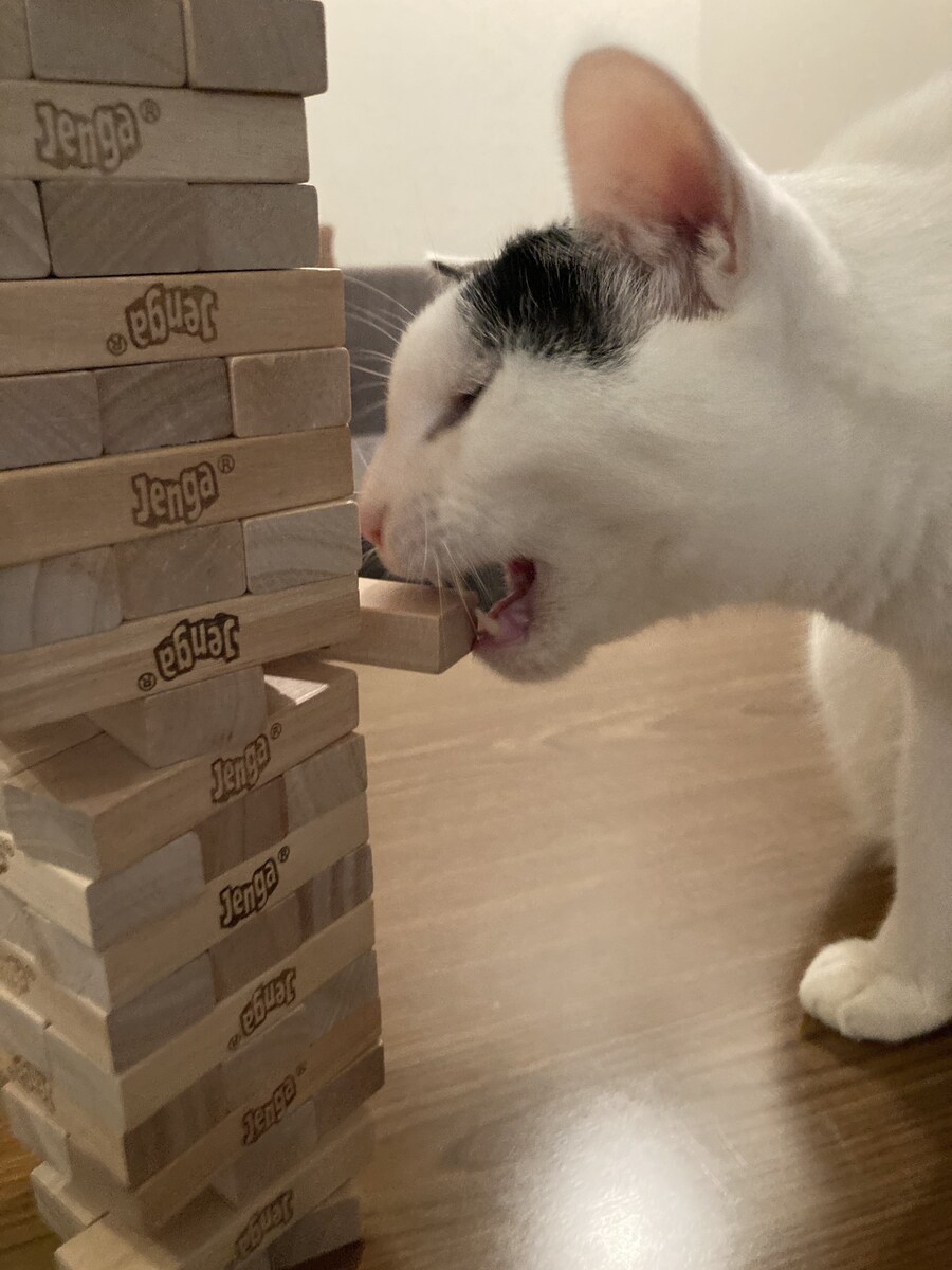 젠가에 도전하는 고양이.jpg_3.jpg