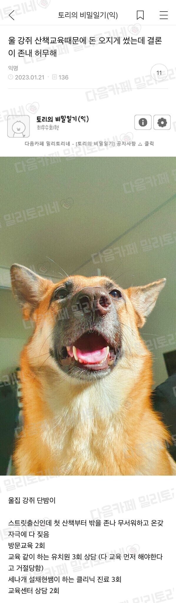 반려견이 산책을 무서워 해서 고쳐보려고 쌩 고생을 다 해 본 결과.jpg_1.jpg