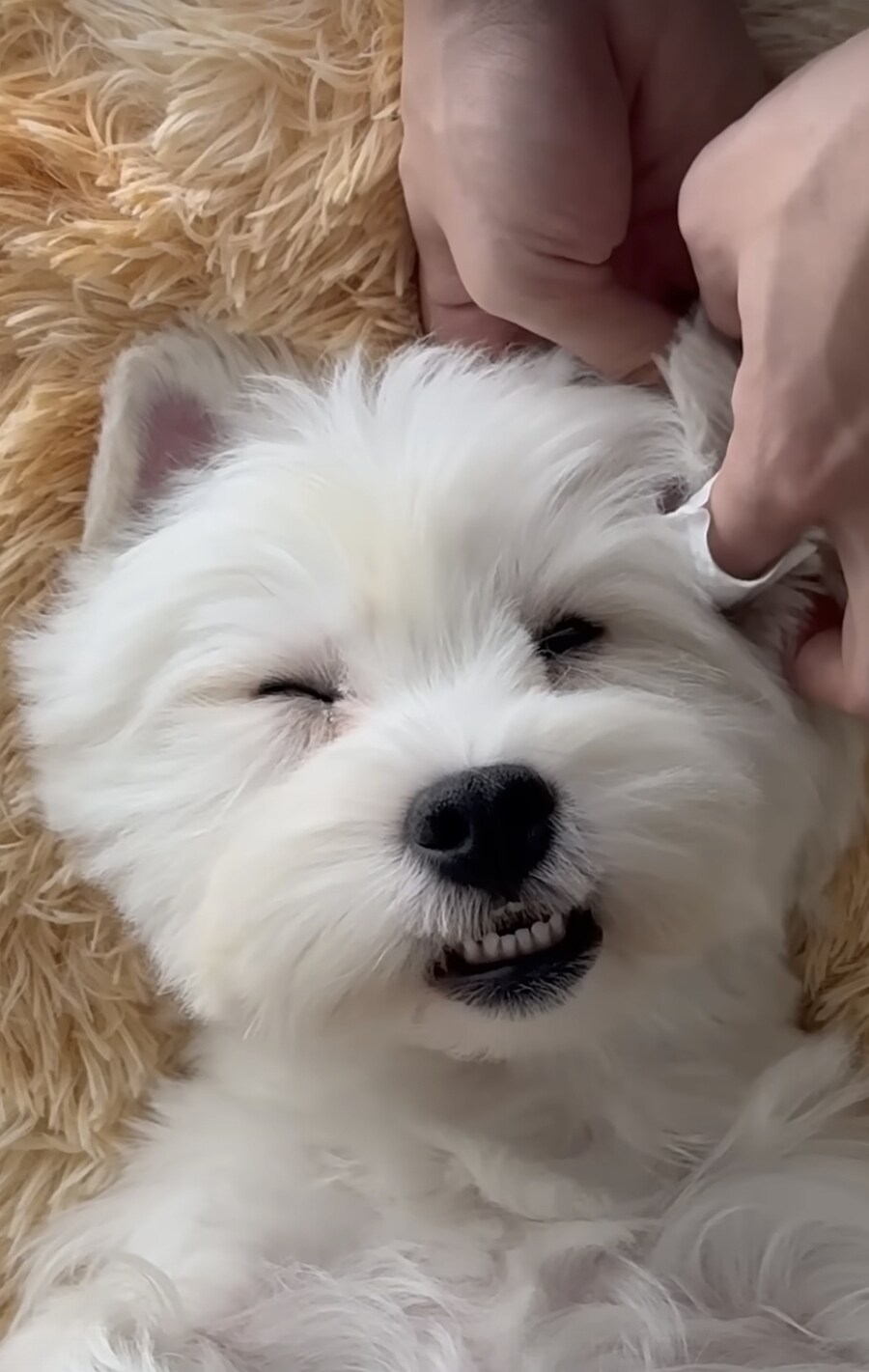 강아지 귀 파줄때 표정_1.jpg