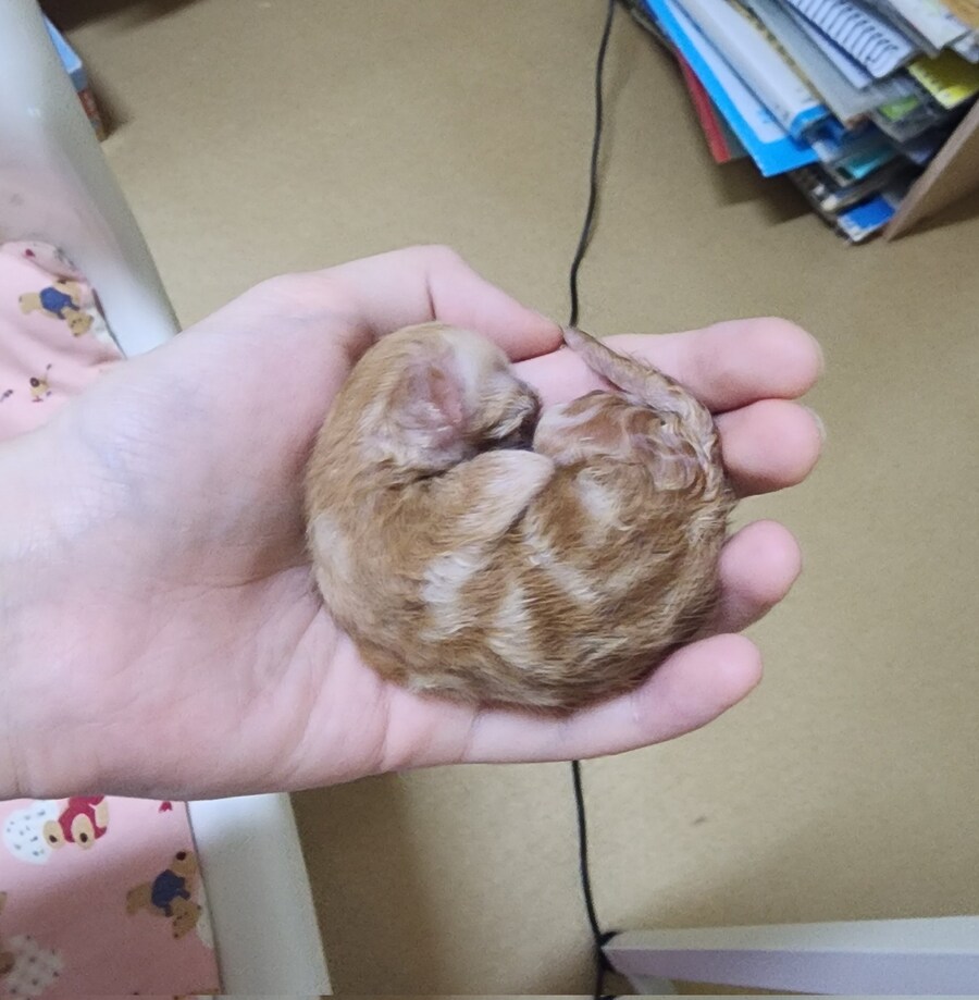 손에 올려놓고 키우던 고양이_1.jpg