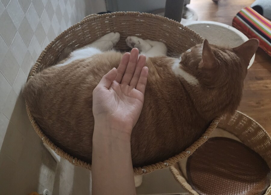 손에 올려놓고 키우던 고양이_2.jpg