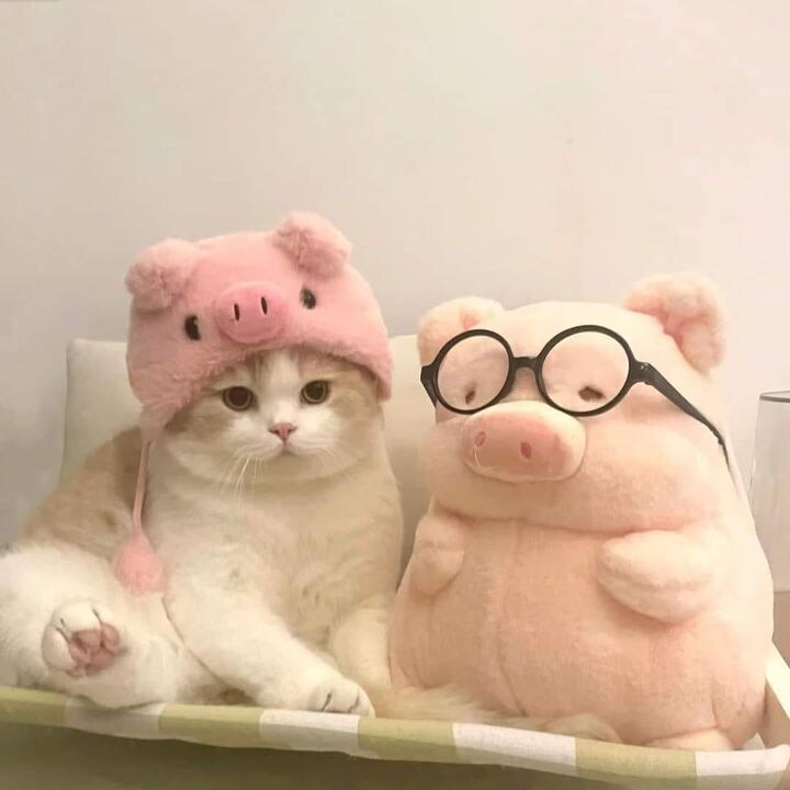 여기 고양이가있다는데 못찾겠어.jpg_5.jpg