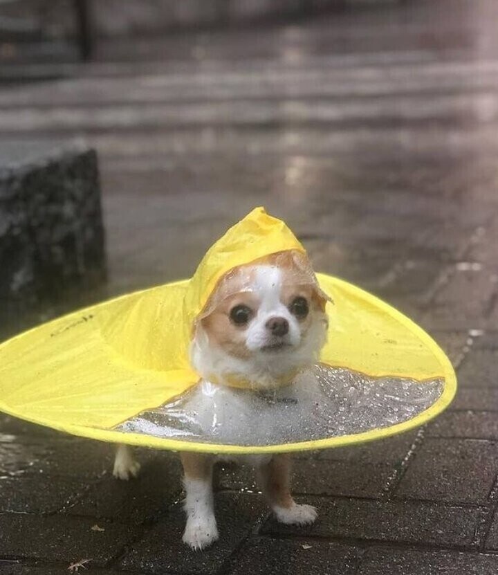 비옷 입은 치와와.jpg_1.jpg