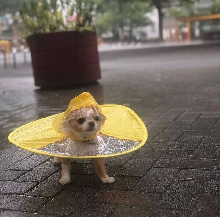 비옷 입은 치와와.jpg_2.jpg
