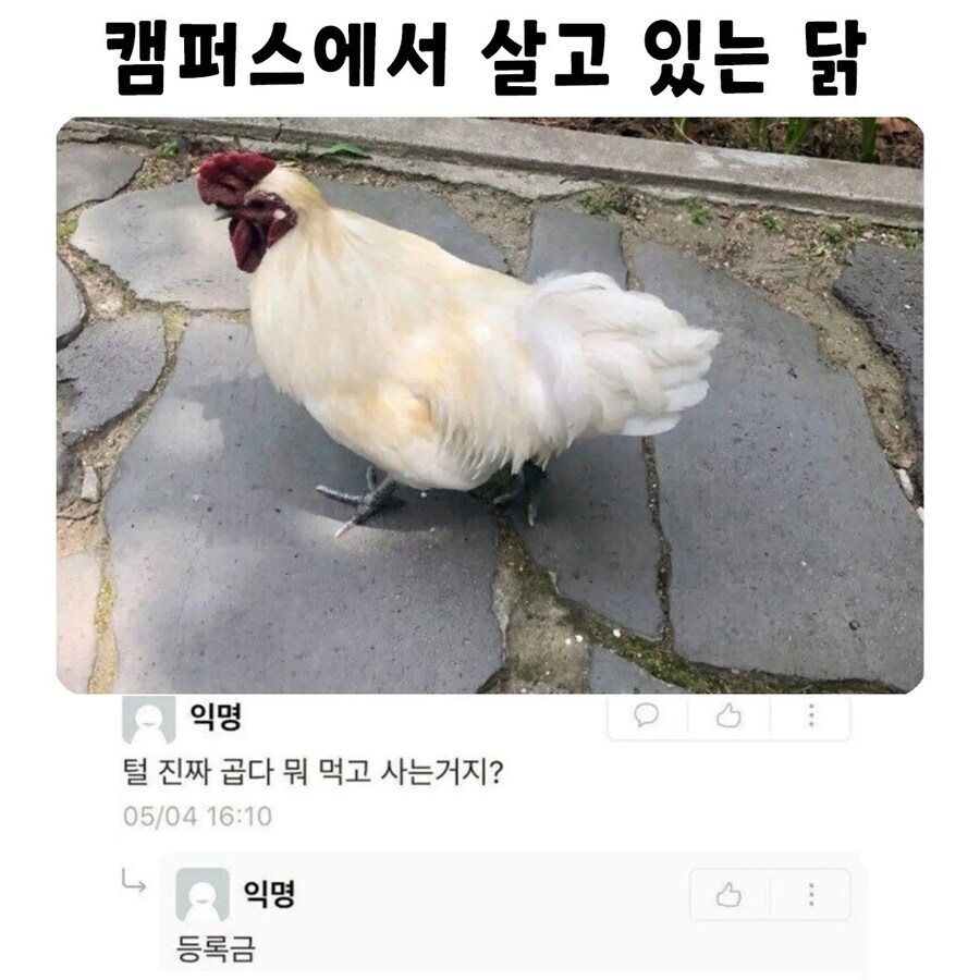 캠퍼스에서 살고 있는 닭_1.jpg