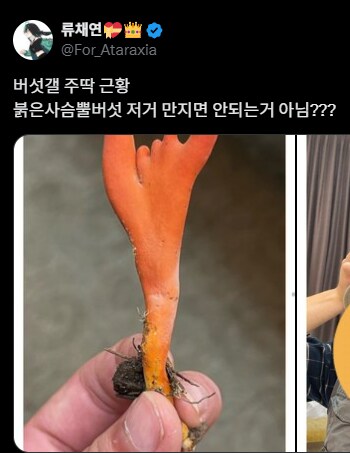 버섯갤 파딱+주딱 모에화_3.png