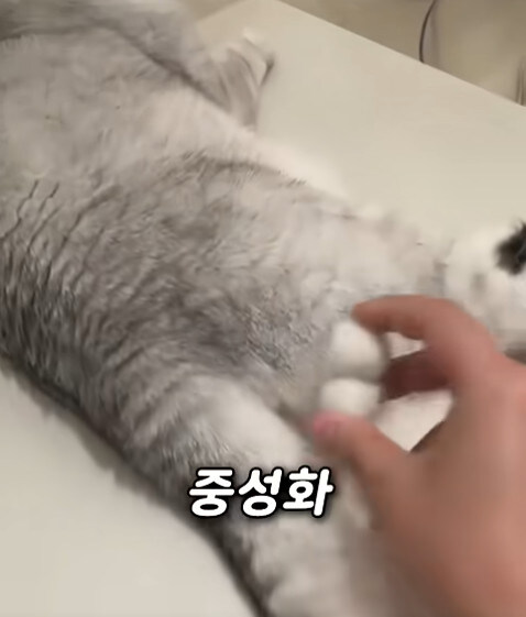 집사 새1끼가 악마 그잡체인 경우_2.jpg