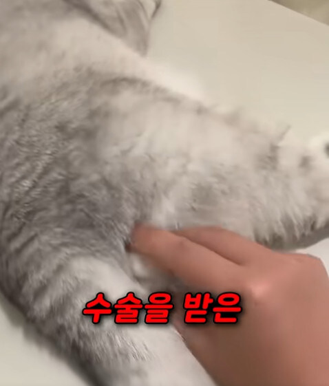 집사 새1끼가 악마 그잡체인 경우_3.jpg
