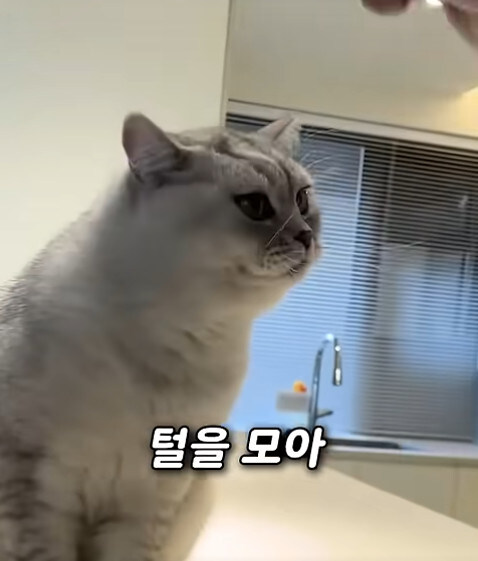 집사 새1끼가 악마 그잡체인 경우_9.jpg