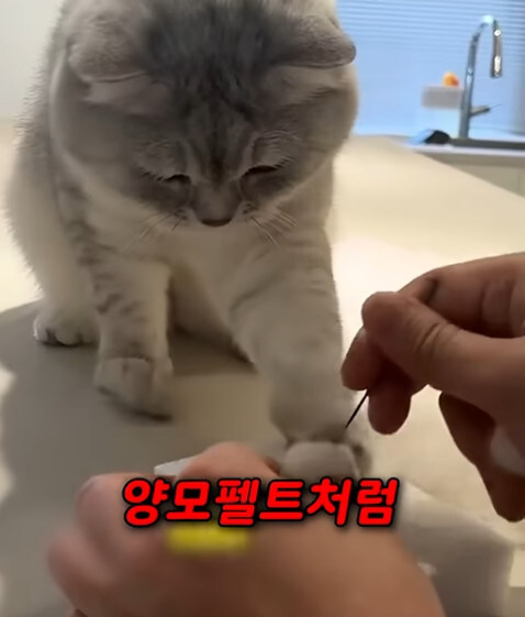 집사 새1끼가 악마 그잡체인 경우_10.jpg