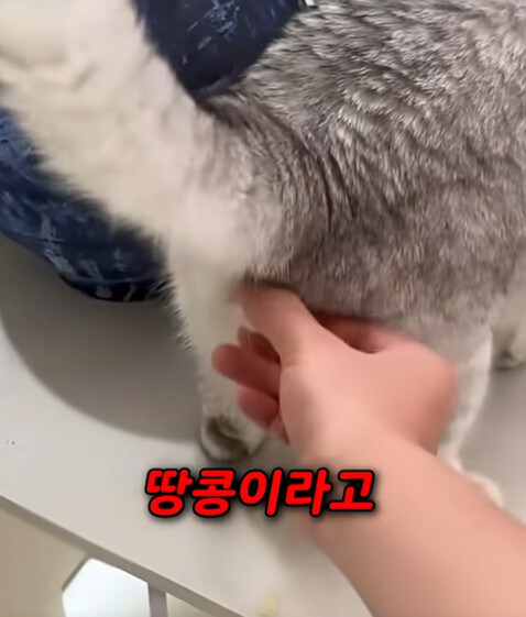 집사 새1끼가 악마 그잡체인 경우_15.jpg