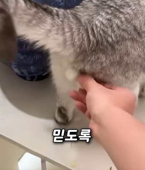 집사 새1끼가 악마 그잡체인 경우_16.jpg