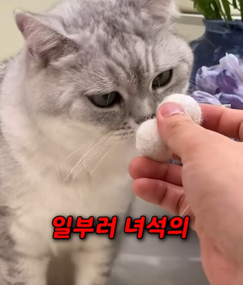 집사 새1끼가 악마 그잡체인 경우_17.jpg