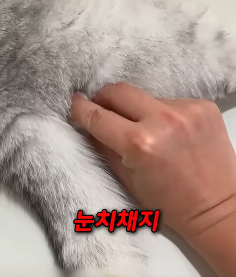 집사 새1끼가 악마 그잡체인 경우_21.jpg