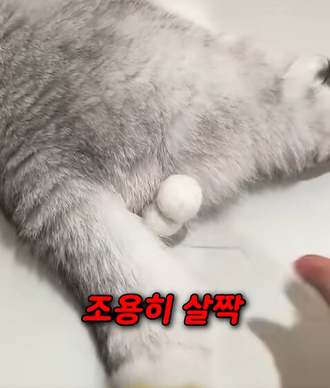 집사 새1끼가 악마 그잡체인 경우_23.jpg