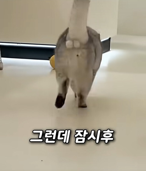 집사 새1끼가 악마 그잡체인 경우_30.jpg