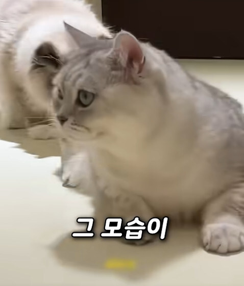집사 새1끼가 악마 그잡체인 경우_31.jpg