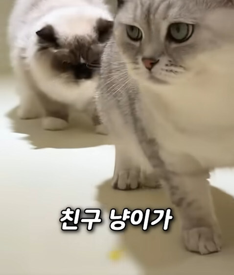 집사 새1끼가 악마 그잡체인 경우_33.jpg