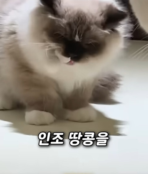 집사 새1끼가 악마 그잡체인 경우_35.jpg