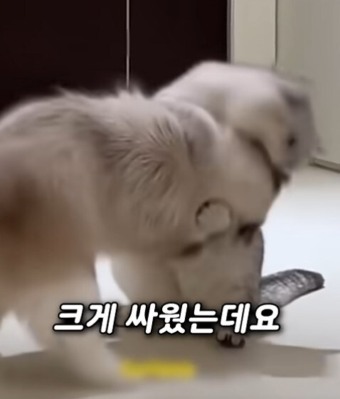 집사 새1끼가 악마 그잡체인 경우_39.jpg