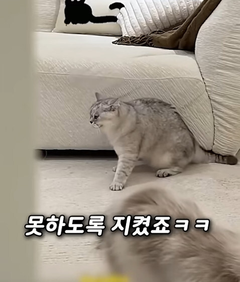 집사 새1끼가 악마 그잡체인 경우_49.jpg