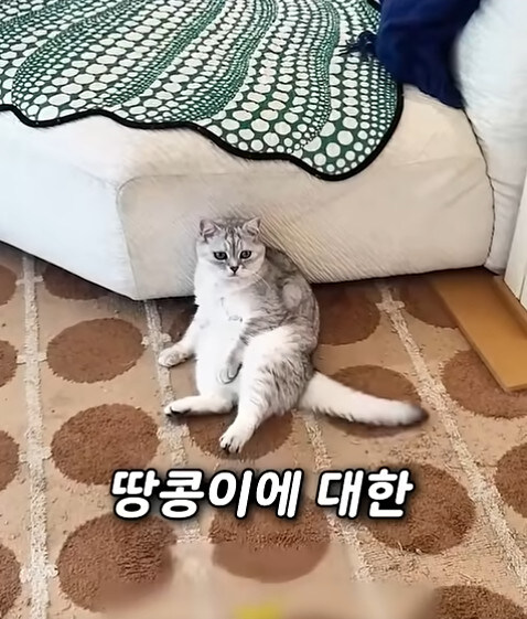 집사 새1끼가 악마 그잡체인 경우_61.jpg