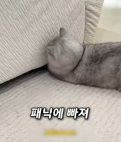 집사 새1끼가 악마 그잡체인 경우_57.jpg